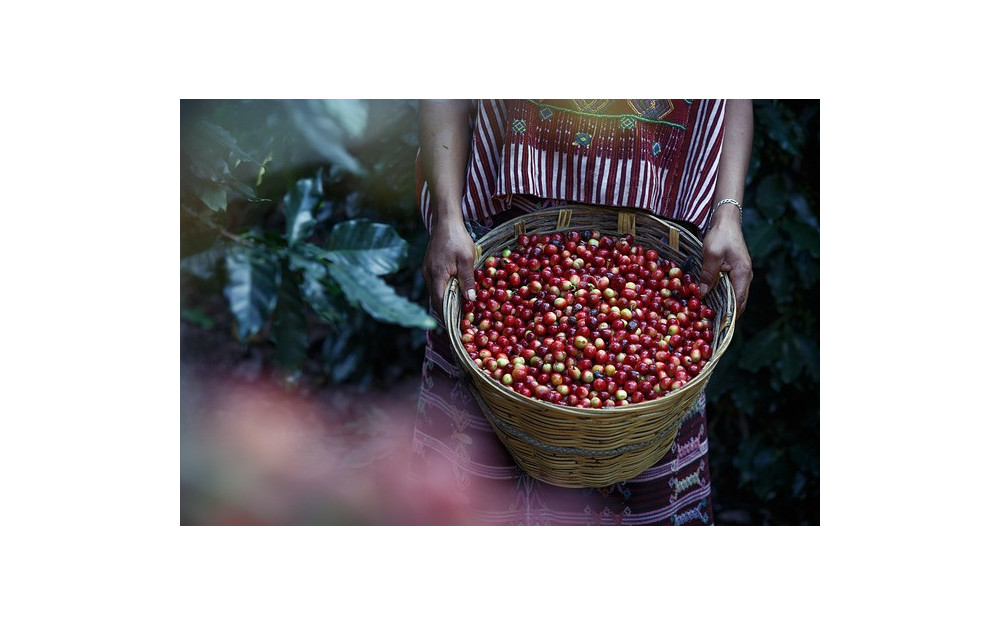 Průvodce světem kávových odrůd: Arabica vs. Robusta a další